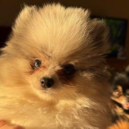 Michael - Blue merle male Pomeranian puppy in Edmond, Oklahoma from My Sun & Moon Poms