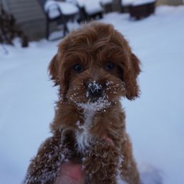 Flora - Red and white female Cockapoo puppy in Shipshewana, Indiana from Home Raised Cockapoos