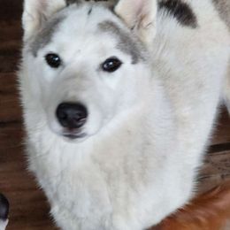 Chimera - Siberian Husky