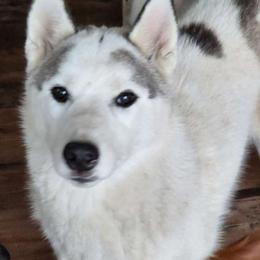 Chimera - Siberian Husky