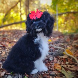 Companion Cross, Havanese, Mal-Shi, Maltese, Maltipoo, Morkie, and Shih Tzu Puppies from Seeking Shalom Acres Maltese, Maltipoos & Havamalts
