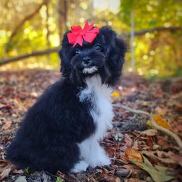 Companion Cross, Havanese, Mal-Shi, Maltese, Maltipoo, Morkie, and Shih Tzu Puppies from Seeking Shalom Acres Maltese, Maltipoos & Havamalts