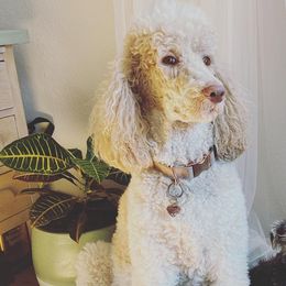 Miniature Schnauzers, Poodles, and Schnoodles from Spice Mountain Puppies