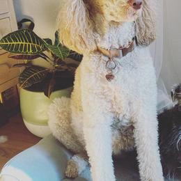 Miniature Schnauzers, Poodles, and Schnoodles from Spice Mountain Puppies