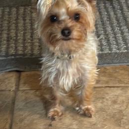 Oz - Yorkshire Terrier