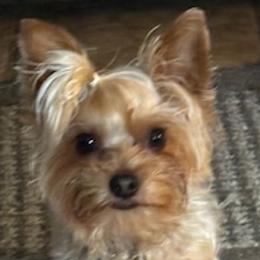 Oz - Yorkshire Terrier