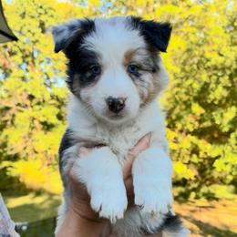 Cort - Blue merle male Australian Shepherd puppy in Makanda, Illinois from S.I. Aussie