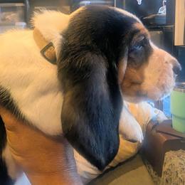Case- White Collar - Black brown and white male Basset Hound puppy in Duchesne, Utah from HI Desert Hounds
