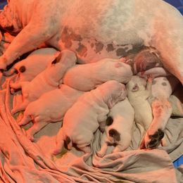 Bulldog Puppies from Pitts Kennel