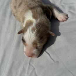 Jack - Red merle male Miniature Australian Shepherd puppy in Marion, Michigan from Highland Hills Mini Aussies