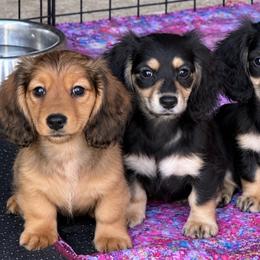Toffee - Black and cream female Dachshund puppy in Salem, Oregon from Longdox Mini Dachshunds