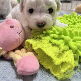 Bichon Frise puppies from Brereton Bichons