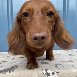 Rosie - Dachshund