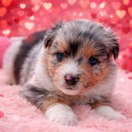 Kuromi-2500 - Blue merle female Australian Shepherd puppy in Star City, Arkansas from Blush & Lace Aussie Co.
