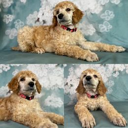 Fruity Pebble - Apricot Poodle puppy in Swansboro, North Carolina from Monarch Standard Poodles