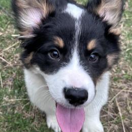 Alaska - Black and tan Pembroke Welsh Corgi puppy in Lima, New York from Hickory Springs Corgis
