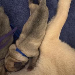 Blue collar - Fawn female Pug puppy in Tallapoosa, Georgia from West Georgia Pugs