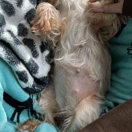 Yorkshire Terrier puppies from VA Exclusive Yorkies