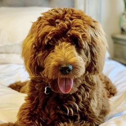 Goldendoodles from Redhead Doodles
