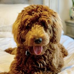 Goldendoodles from Redhead Doodles
