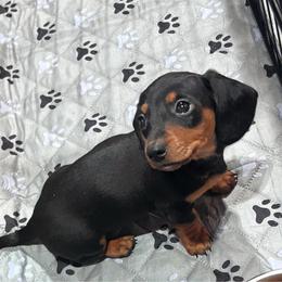 Black and tan Female 1 CKC REGISTERED 3500 - Black and tan female Dachshund puppy in Blackstone, Virginia from Cheyenne's Dachshunds