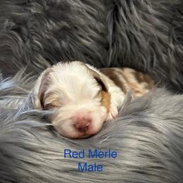 RMM - Red merle male Australian Shepherd puppy in Lakeside, Montana from Saddle Peak Aussies