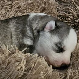 Bailey Zimmerman - Gray and white male Siberian Husky puppy in Surprise, Arizona from Country Heart Kennel