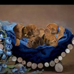 Dogue de Bordeaux Puppies from Toni  Young