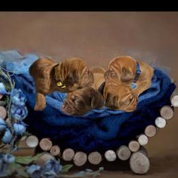 Dogue de Bordeaux Puppies from Toni  Young