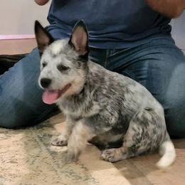 Australian Cattle Dog Puppies from Wood Haven Farm of SC