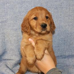 Melody - Dark golden female Golden Retriever puppy in New Weston, Ohio from Bertke AKC Golden Retrievers and Bernese Mountain Dogs