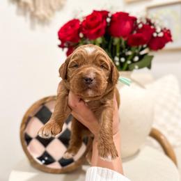 Mad Hatter - Caramel red male Australian Labradoodle puppy in Palmdale, California from Pixie Doodle Paws