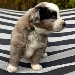 Noel - Blue merle female Australian Shepherd puppy in Lexington, South Carolina from Lightspeed Kennels