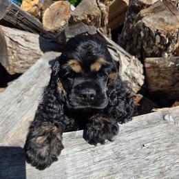 Dawson - Black and tan male Cocker Spaniel puppy in Theodosia, Missouri from Show'NTail Cockers