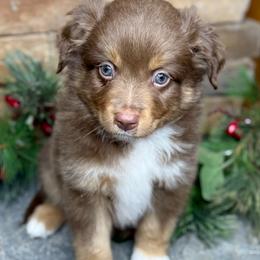 Spider - Red tri male Toy Australian Shepherd puppy in Mc Lean, Illinois from Kickapoo Creek Toy & Mini Aussies