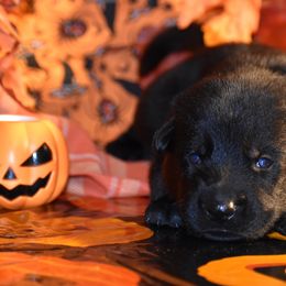 White Collar Boy - Black male German Shepherd puppy in Oxford, Arkansas from Atlas Shepherds