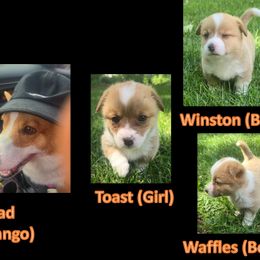 Pembroke Welsh Corgi All Grown Up from Dave's Corgi Ranch