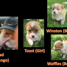 Pembroke Welsh Corgi All Grown Up from Dave's Corgi Ranch