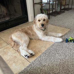Goldendoodle All Grown Up from Lazy Dayz Doodles