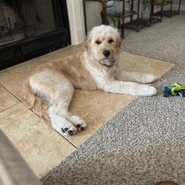 Goldendoodle All Grown Up from Lazy Dayz Doodles