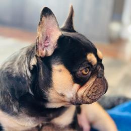 Fayme - Tricolors female French Bulldog puppy in Harmony, North Carolina from Schuster Haus