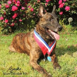 Belgian Malinois and Dutch Shepherds from Cavalier K9