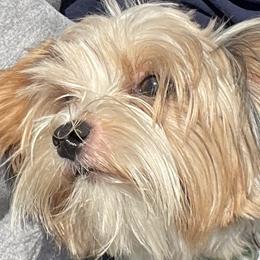 Gizmo - Yorkshire Terrier