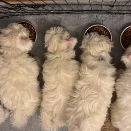Cotons de Tulear from Welbright Kennel