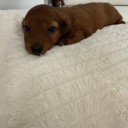 Boy 1 - Red male Dachshund puppy in Spokane, Washington from Dearhaven Doxie