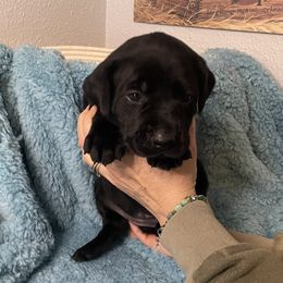 Emma - Black Labrador Retriever puppy in Saint Maries, Idaho from Oakley's Mountain Top Kennel