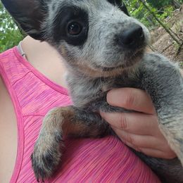 Boy 1 - Blue mottled male Australian Cattle Dog puppy in Bradford, Arkansas from Cedar Rock Heelers and Kelpies