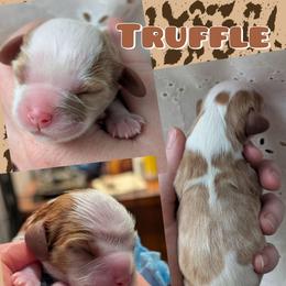 Truffle - Blenheim female Cavalier King Charles Spaniel puppy in Oppelo, Arkansas from Liberty Acres Puppies