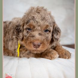 Buzz - Merle male Bernedoodle puppy in Connersville, Indiana from Deaz Doodle Ranch