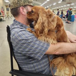 Cavalier King Charles Spaniel All Grown Up from Noble Cavaliers of Texas